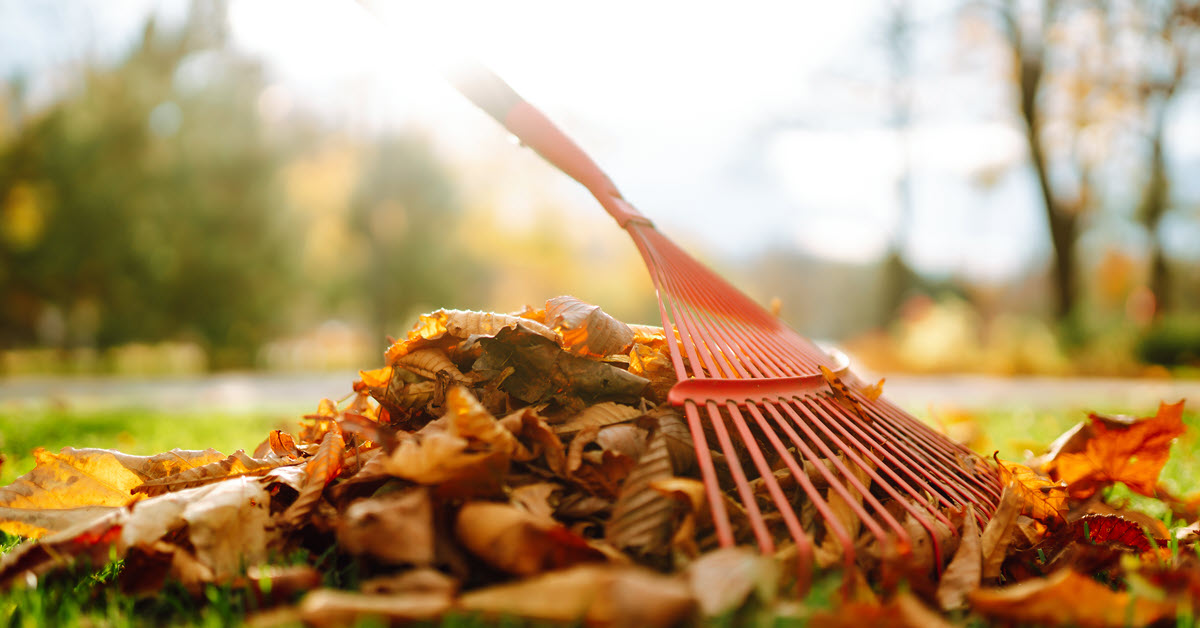 Raking Fall Leaves